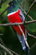 Collared Trogon