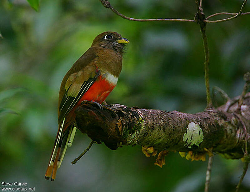 Trogon rosalba femelle adulte nuptial, identification