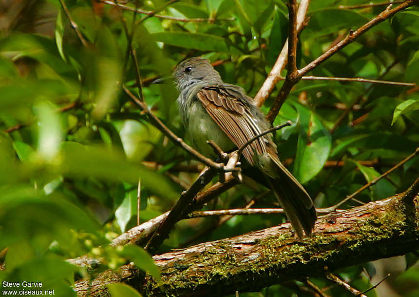 Venezuelan Flycatcheradult post breeding