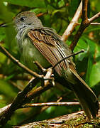 Venezuelan Flycatcher