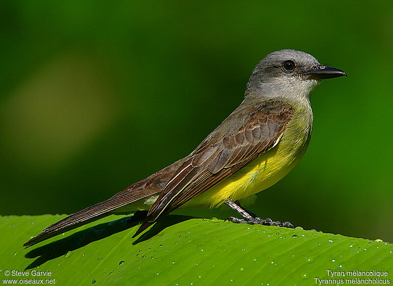 Tropical Kingbirdadult breeding