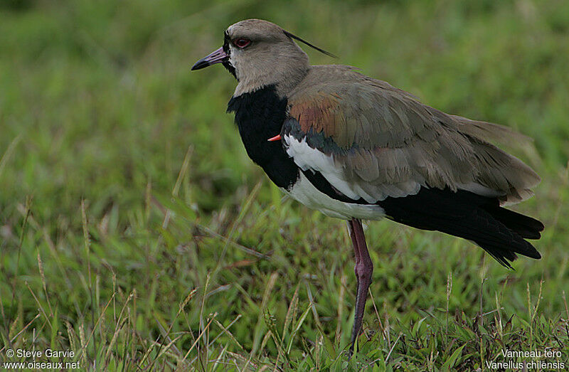 Southern Lapwing male adult breeding