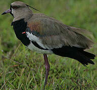 Southern Lapwing