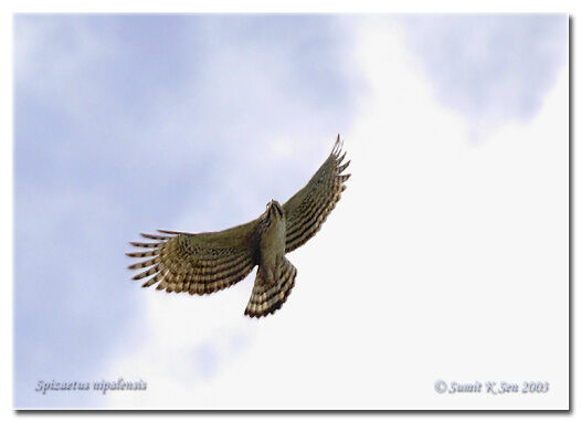 Mountain Hawk-Eagle