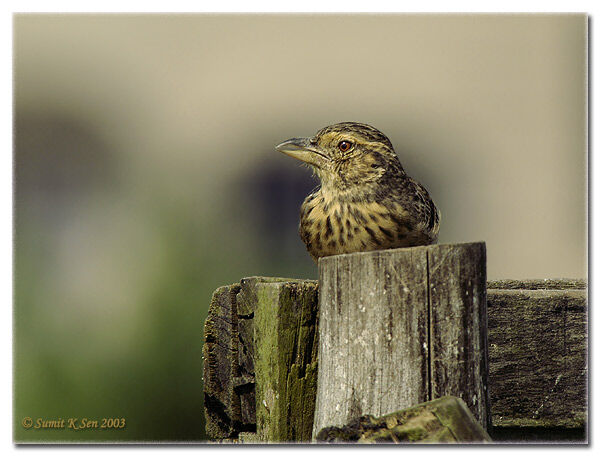 Bengal Bush Lark