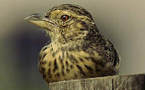 Bengal Bush Lark