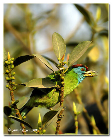 Blue-throated Barbet