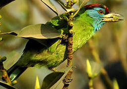 Blue-throated Barbet