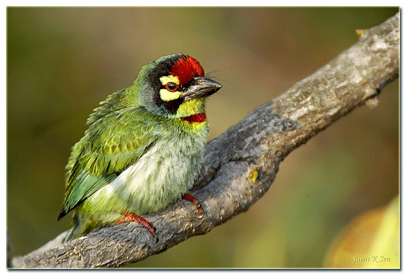 Barbu à plastron rouge