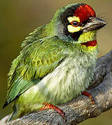 Barbu à plastron rouge