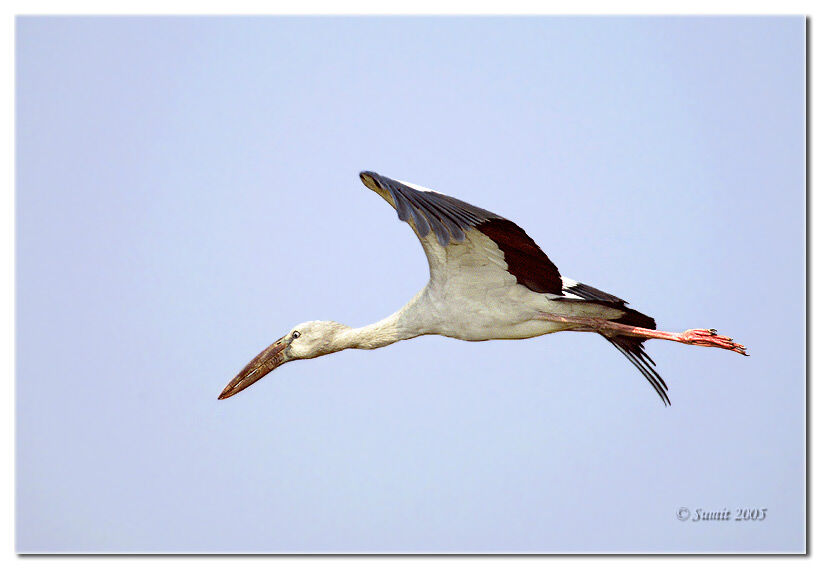 Asian Openbill