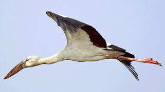 Asian Openbill