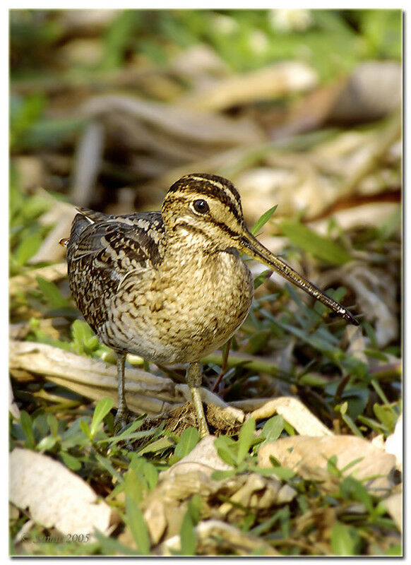 Swinhoe's Snipe