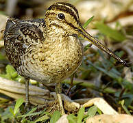 Swinhoe's Snipe