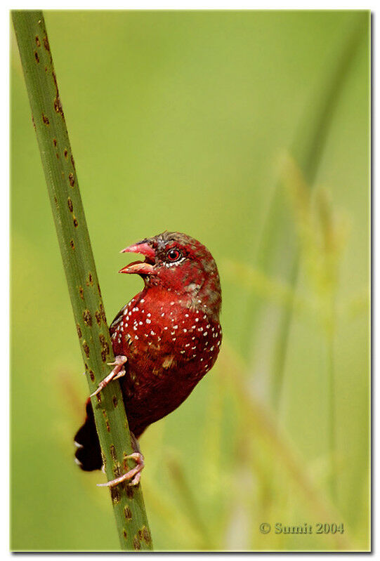 Red Avadavat