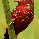 Bengali rouge