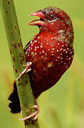 Red Avadavat