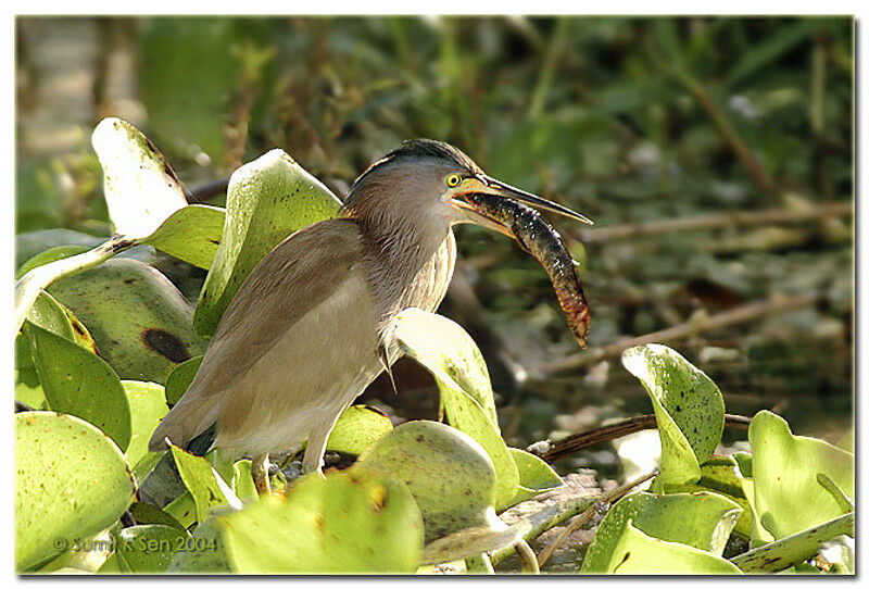 Yellow Bittern