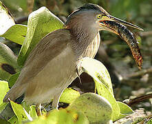 Yellow Bittern