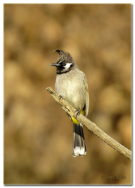 Bulbul à joues blanches