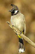 Himalayan Bulbul