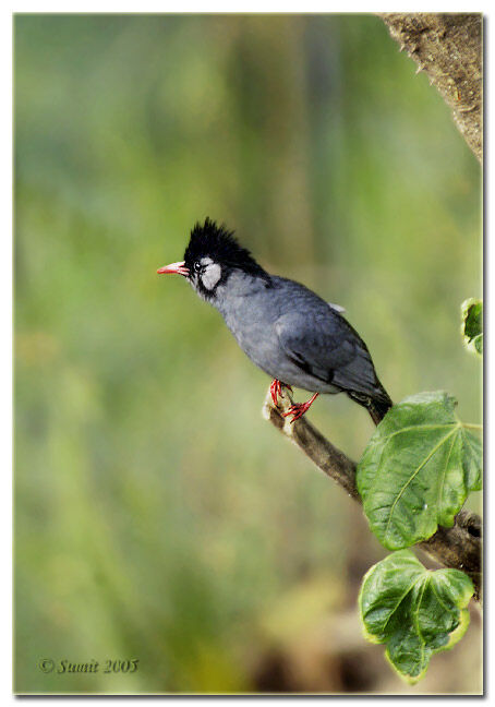 Bulbul noir