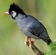 Bulbul noir