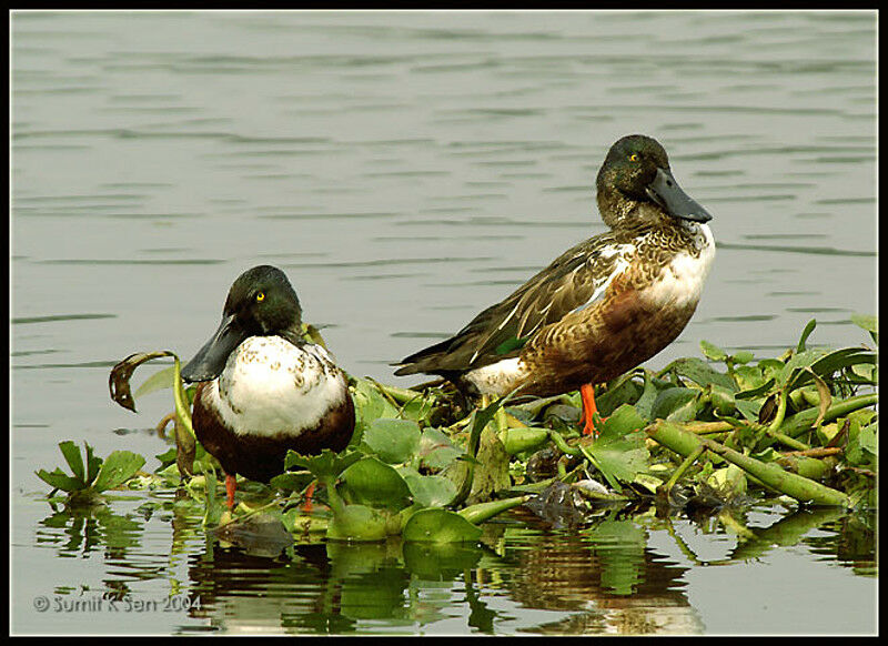 Northern Shoveler