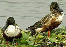 Northern Shoveler