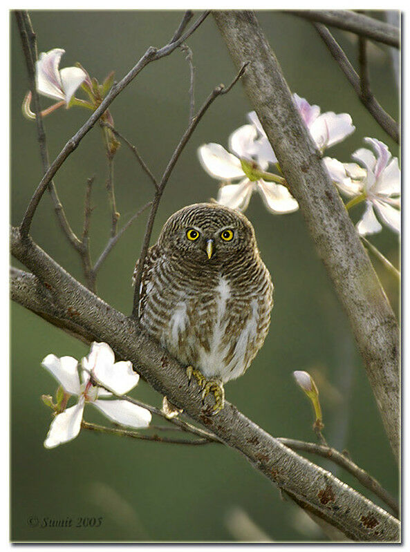 Asian Barred Owlet