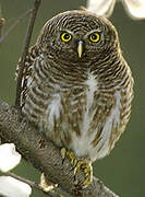 Asian Barred Owlet