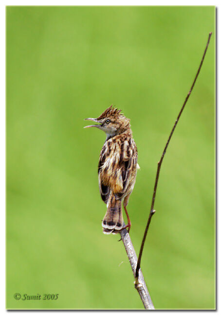 Zitting Cisticola