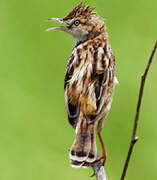 Zitting Cisticola