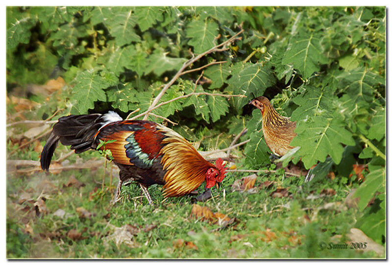 Red Junglefowl