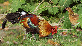 Red Junglefowl