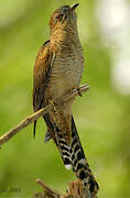 Plaintive Cuckoo