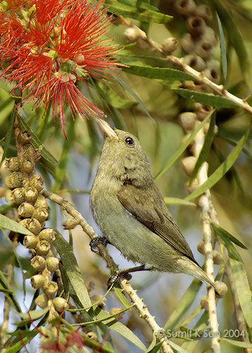 Pale-billed Flowerpecker