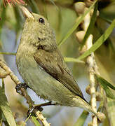 Pale-billed Flowerpecker