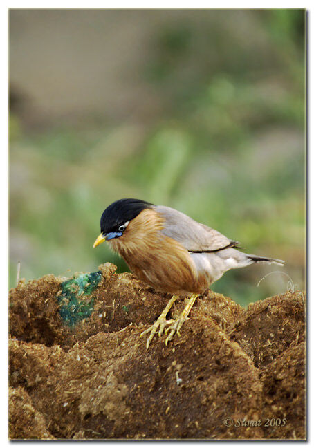 Brahminy Starling