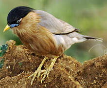 Brahminy Starling