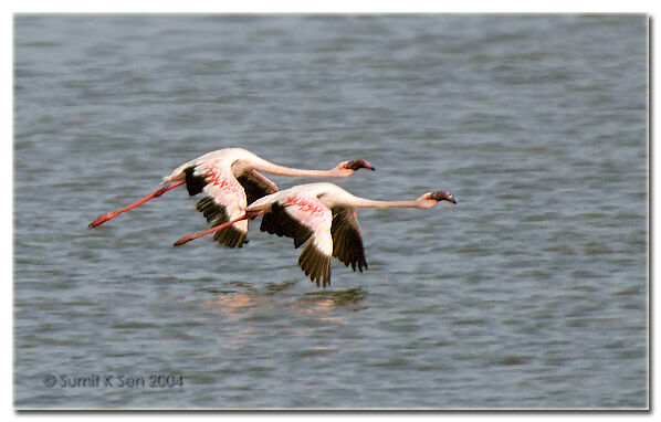 Flamant nain