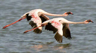 Lesser Flamingo