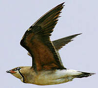 Oriental Pratincole