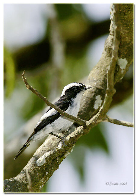 Little Pied Flycatcher