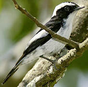 Little Pied Flycatcher