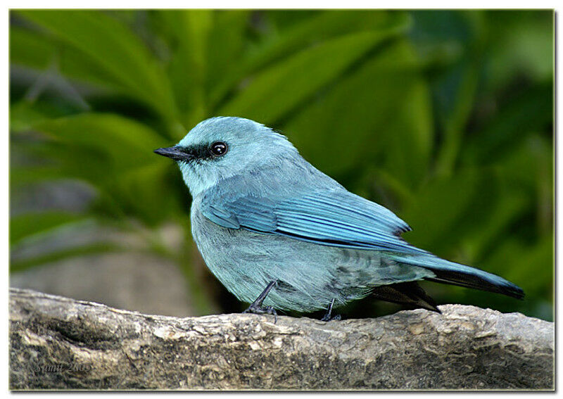 Verditer Flycatcher