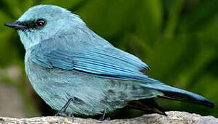 Verditer Flycatcher