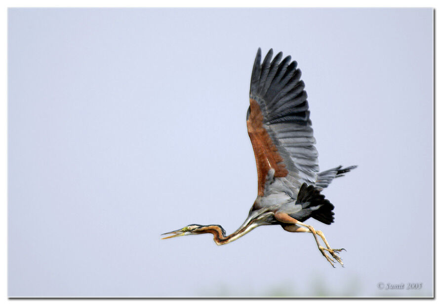 Purple Heron