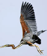 Purple Heron