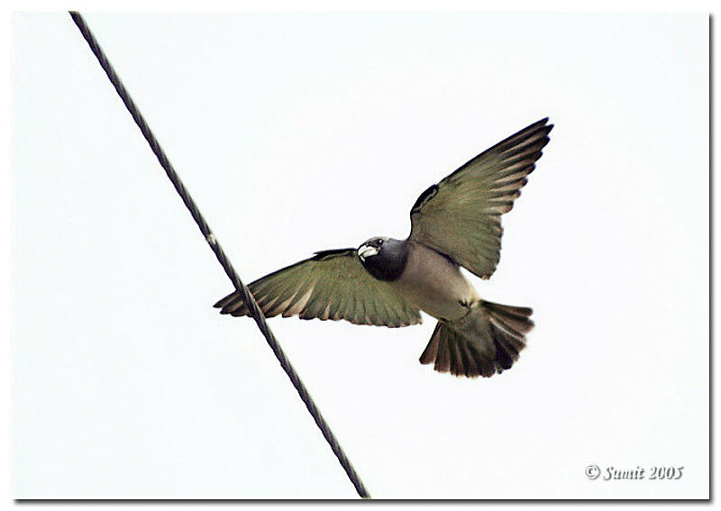 Ashy Woodswallow